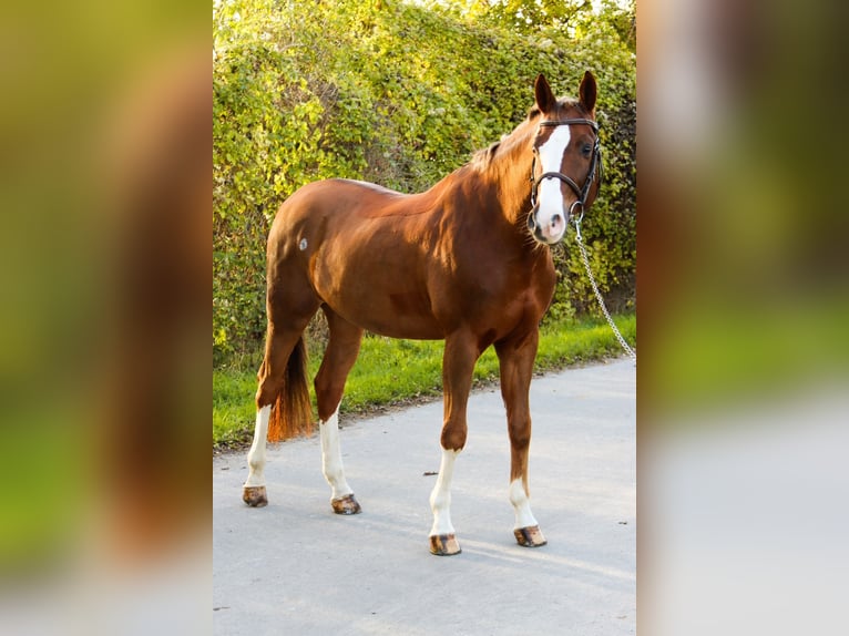 Caballo de salto Oldenburgo Caballo castrado 10 años 170 cm Alazán in Götzendorf an der Leitha