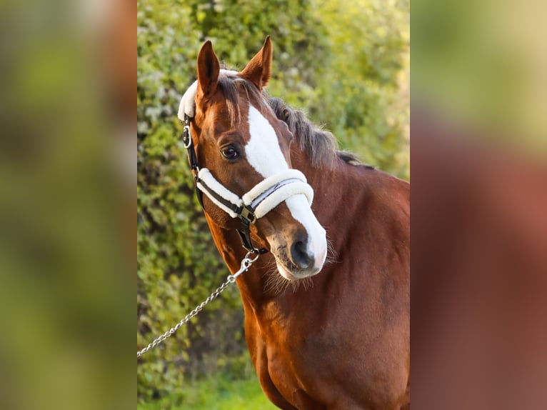 Caballo de salto Oldenburgo Caballo castrado 10 años 170 cm Alazán in Götzendorf an der Leitha