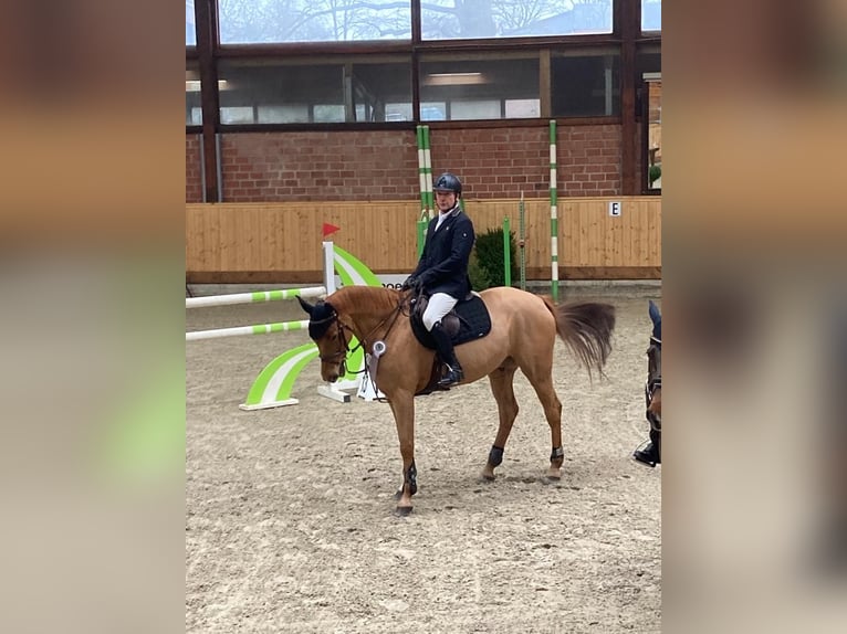 Caballo de salto Oldenburgo Caballo castrado 10 años 170 cm Alazán in Norderstedt