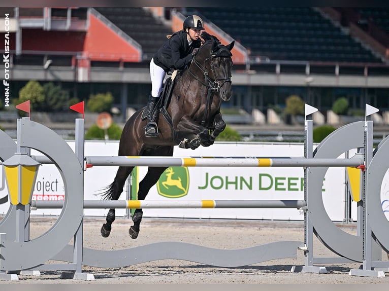 Caballo de salto Oldenburgo Caballo castrado 10 años 170 cm Negro in Trojanovice