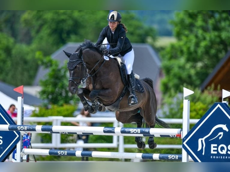 Caballo de salto Oldenburgo Caballo castrado 10 años 170 cm Negro in Trojanovice