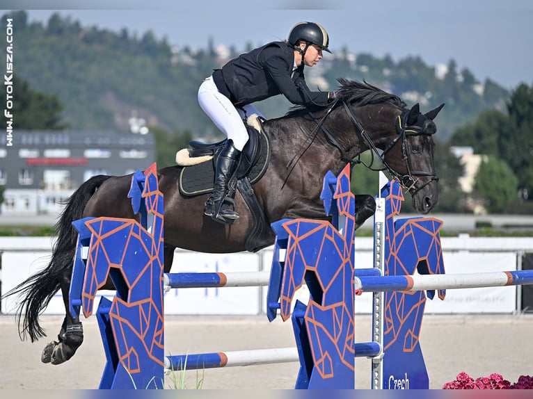 Caballo de salto Oldenburgo Caballo castrado 10 años 170 cm Negro in Trojanovice