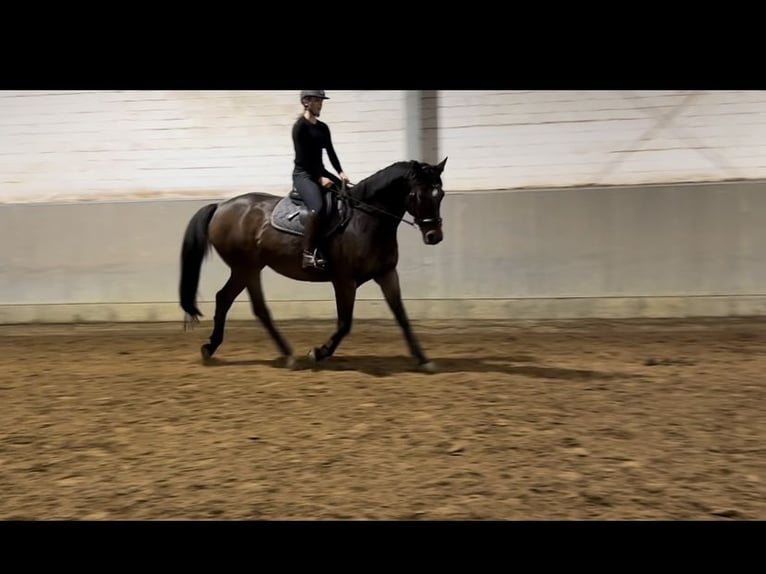 Caballo de salto Oldenburgo Caballo castrado 10 años 172 cm Castaño in Sehnde