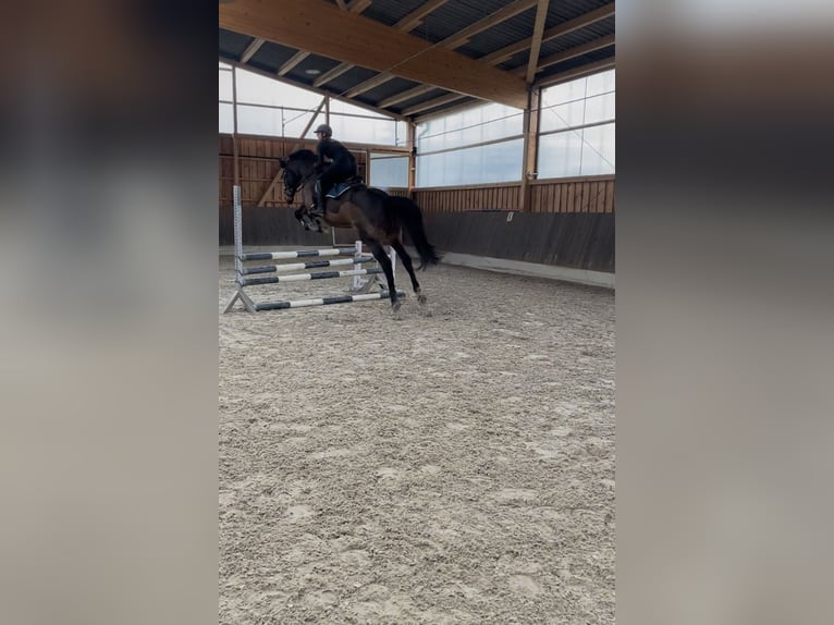 Caballo de salto Oldenburgo Caballo castrado 10 años 172 cm Castaño in Sehnde