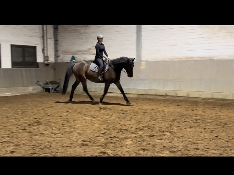 Caballo de salto Oldenburgo Caballo castrado 10 años 172 cm Castaño in Sehnde