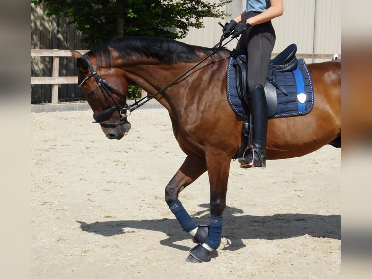 Caballo de salto Oldenburgo Caballo castrado 10 años 173 cm Castaño in Roßdorf