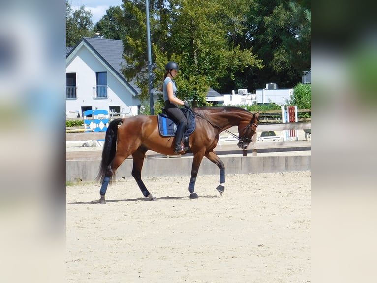 Caballo de salto Oldenburgo Caballo castrado 10 años 173 cm Castaño in Roßdorf