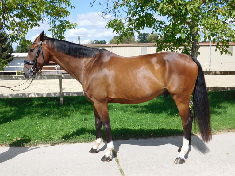 Caballo de salto Oldenburgo Caballo castrado 10 años 173 cm Castaño in Roßdorf