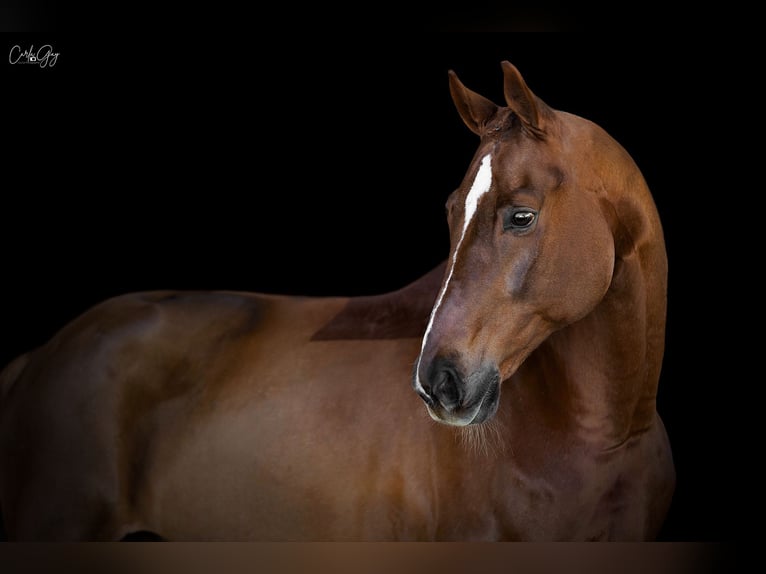 Caballo de salto Oldenburgo Caballo castrado 10 años 175 cm Alazán in Nice