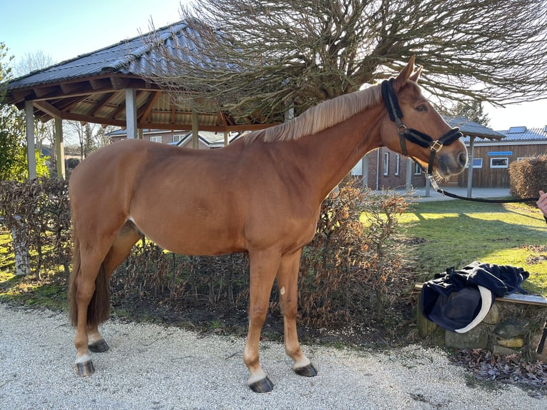 Caballo de salto Oldenburgo Caballo castrado 10 años 176 cm Alazán in Alveslohe