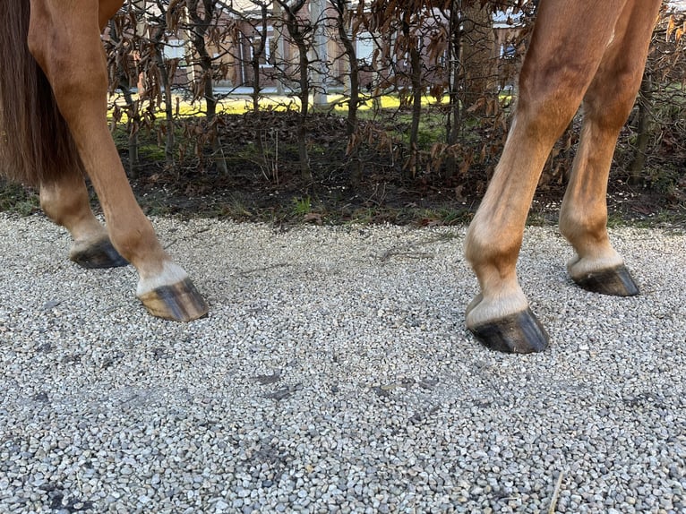 Caballo de salto Oldenburgo Caballo castrado 10 años 176 cm Alazán in Alveslohe