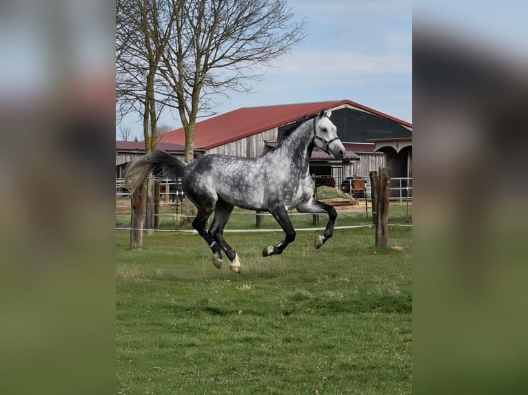 Caballo de salto Oldenburgo Caballo castrado 10 años 179 cm Tordo rodado in Weichs