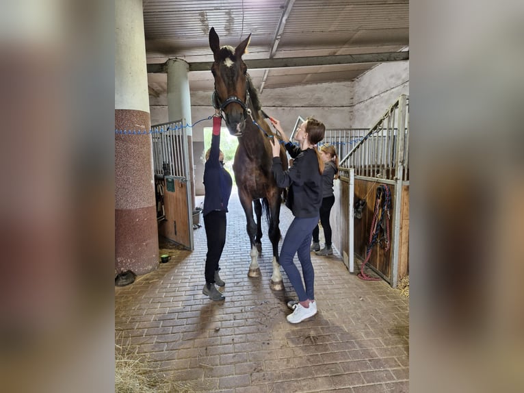 Caballo de salto Oldenburgo Mestizo Caballo castrado 10 años 183 cm Castaño oscuro in Otorowo