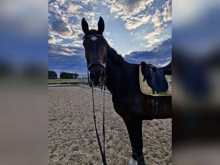 Caballo de salto Oldenburgo Mestizo Caballo castrado 10 años 183 cm Castaño oscuro in Otorowo