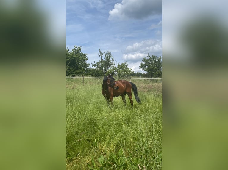 Caballo de salto Oldenburgo Caballo castrado 10 años in Darmstadt