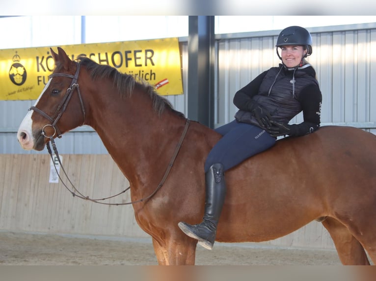 Caballo de salto Oldenburgo Caballo castrado 11 años 170 cm Alazán in Götzendorf an der Leitha