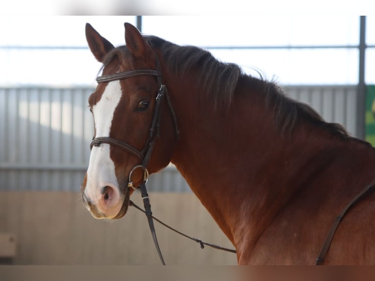 Caballo de salto Oldenburgo Caballo castrado 11 años 170 cm Alazán in Götzendorf an der Leitha