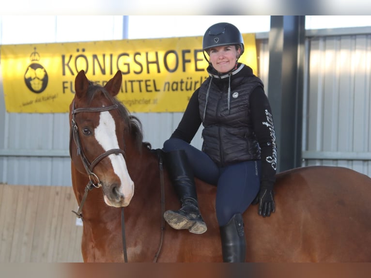 Caballo de salto Oldenburgo Caballo castrado 11 años 170 cm Alazán in Götzendorf an der Leitha