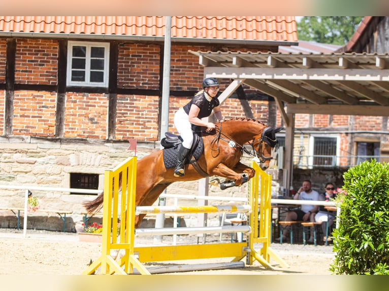 Caballo de salto Oldenburgo Caballo castrado 11 años 170 cm Alazán in Bad Pyrmont