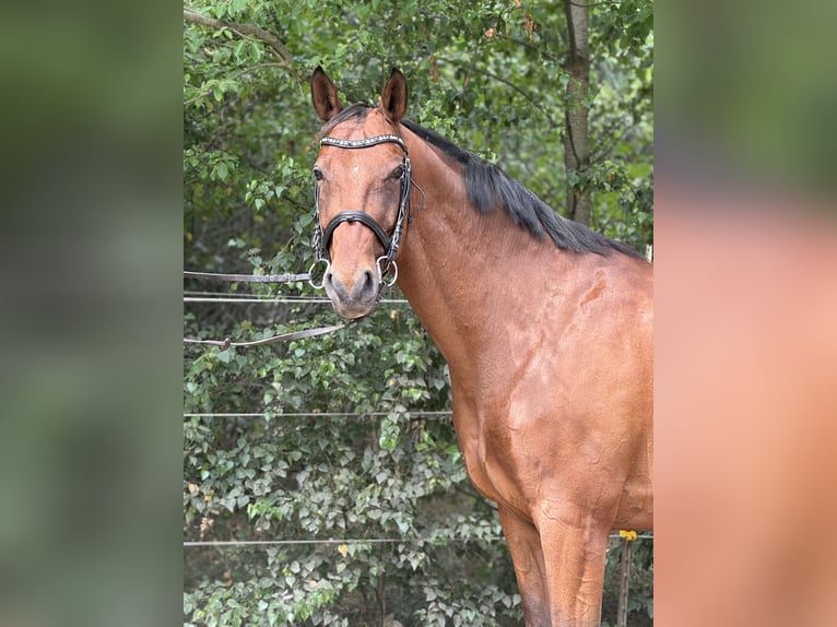 Caballo de salto Oldenburgo Caballo castrado 11 años 170 cm Castaño in Tauche