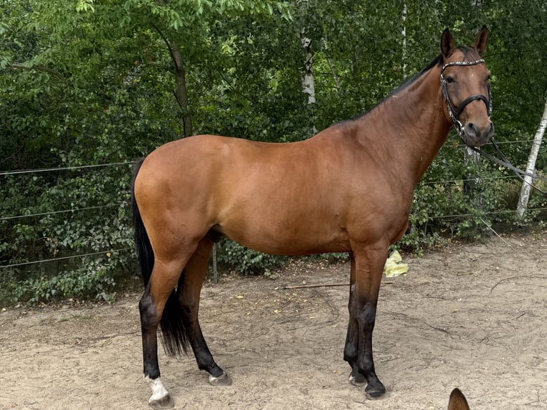 Caballo de salto Oldenburgo Caballo castrado 11 años 170 cm Castaño in Tauche