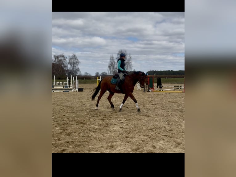 Caballo de salto Oldenburgo Caballo castrado 11 años 170 cm Castaño in Tauche