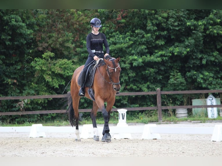 Caballo de salto Oldenburgo Caballo castrado 11 años 170 cm Castaño in Erlensee