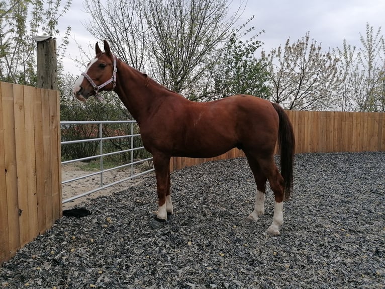 Caballo de salto Oldenburgo Caballo castrado 11 años 172 cm Alazán-tostado in Leobendorf