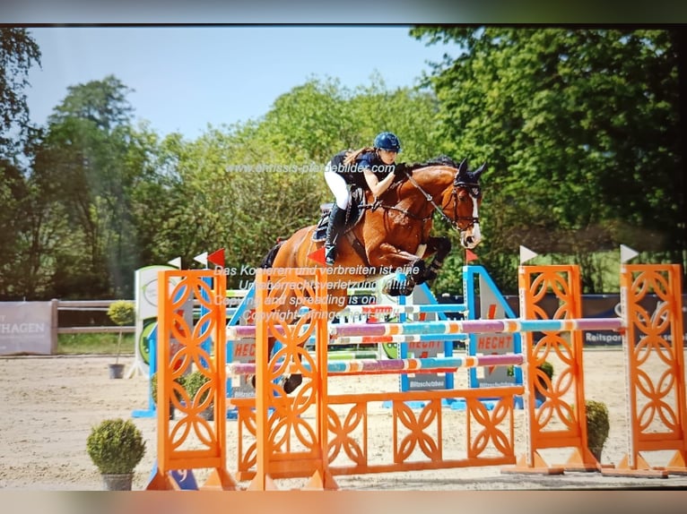 Caballo de salto Oldenburgo Caballo castrado 11 años 172 cm Castaño in Deurne