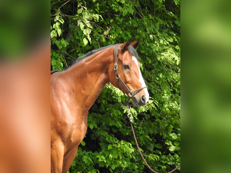 Caballo de salto Oldenburgo Caballo castrado 11 años 172 cm Castaño in Verl