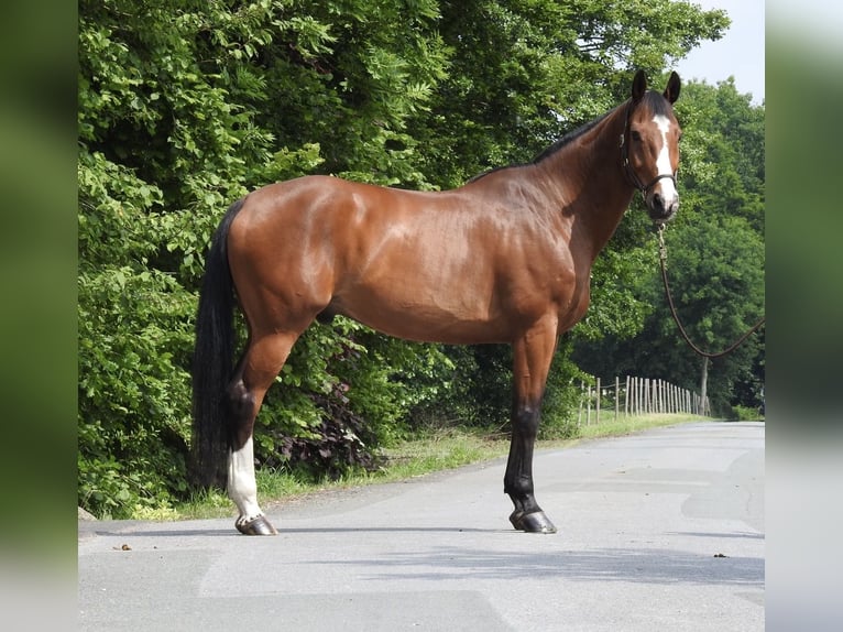 Caballo de salto Oldenburgo Caballo castrado 11 años 172 cm Castaño in Verl