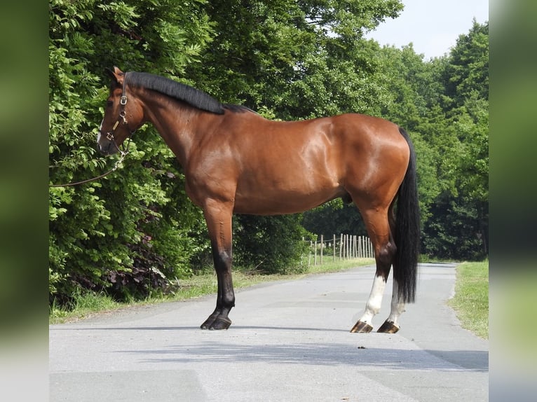 Caballo de salto Oldenburgo Caballo castrado 11 años 172 cm Castaño in Verl
