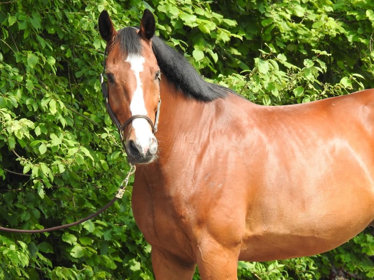 Caballo de salto Oldenburgo Caballo castrado 11 años 172 cm Castaño in Verl