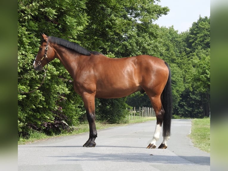 Caballo de salto Oldenburgo Caballo castrado 11 años 172 cm Castaño in Verl