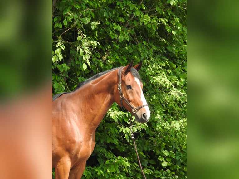 Caballo de salto Oldenburgo Caballo castrado 11 años 172 cm Castaño in Verl