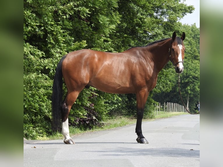Caballo de salto Oldenburgo Caballo castrado 11 años 172 cm Castaño in Verl