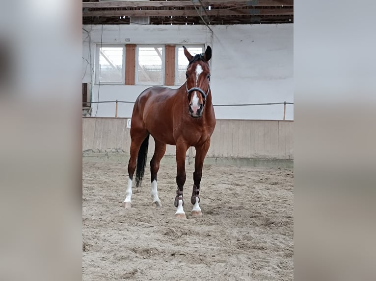 Caballo de salto Oldenburgo Caballo castrado 11 años 172 cm Castaño in Burghausen