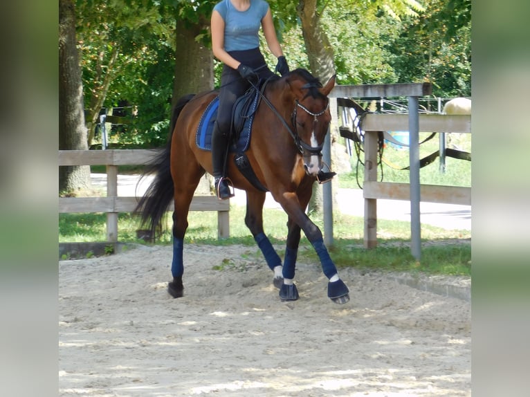 Caballo de salto Oldenburgo Caballo castrado 11 años 173 cm Castaño in Roßdorf