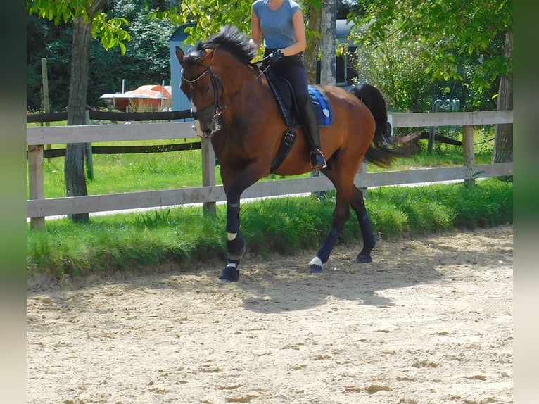 Caballo de salto Oldenburgo Caballo castrado 11 años 173 cm Castaño in Roßdorf