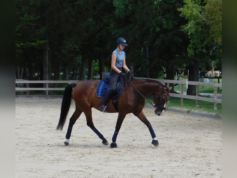 Caballo de salto Oldenburgo Caballo castrado 11 años 173 cm Castaño in Roßdorf