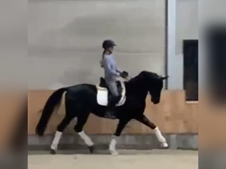 Caballo de salto Oldenburgo Caballo castrado 11 años 175 cm Negro in Yvoire