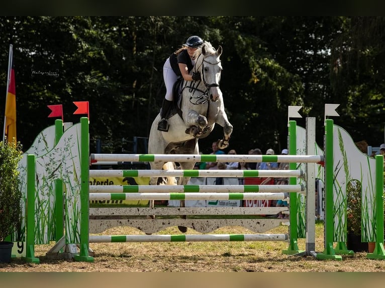 Caballo de salto Oldenburgo Caballo castrado 11 años 175 cm Tordo in Ostercappeln