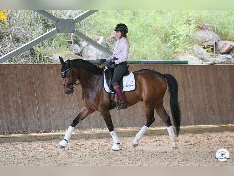 Caballo de salto Oldenburgo Caballo castrado 12 años 164 cm Castaño oscuro in Satolas et Bonce