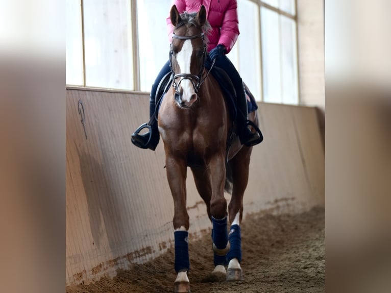 Caballo de salto Oldenburgo Caballo castrado 12 años 166 cm Alazán in Schönkirchen-Reyersdorf