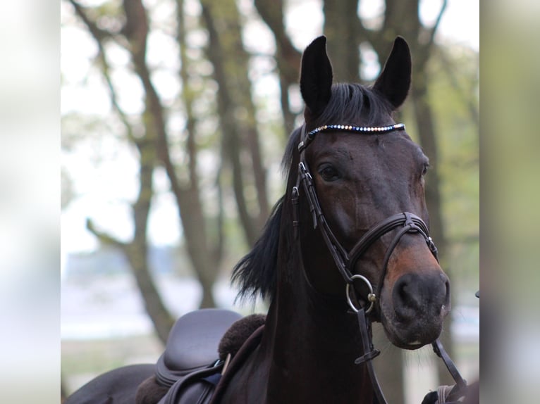 Caballo de salto Oldenburgo Caballo castrado 12 años 166 cm Morcillo in Syke