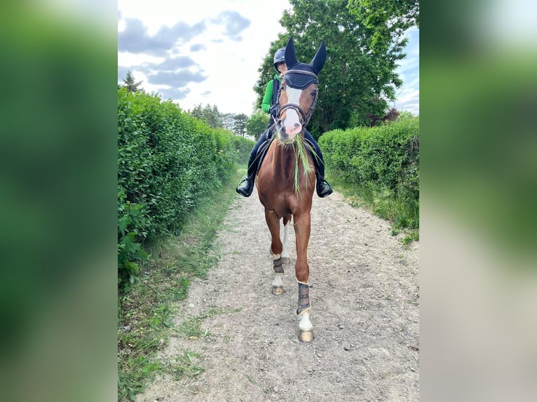 Caballo de salto Oldenburgo Caballo castrado 12 años 168 cm Alazán-tostado in Wien