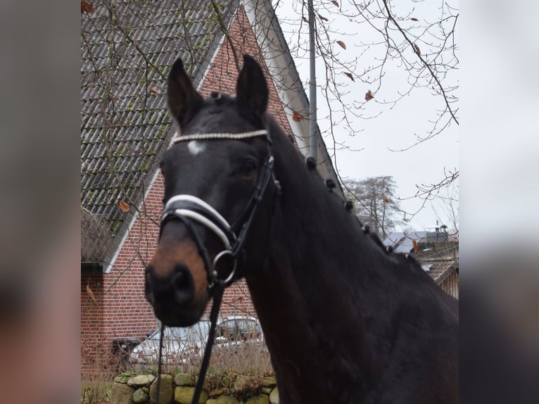 Caballo de salto Oldenburgo Caballo castrado 12 años 168 cm Morcillo in Fredenbeck