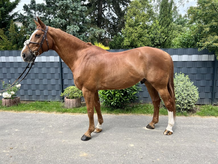 Caballo de salto Oldenburgo Caballo castrado 12 años 172 cm Alazán in Bornheim