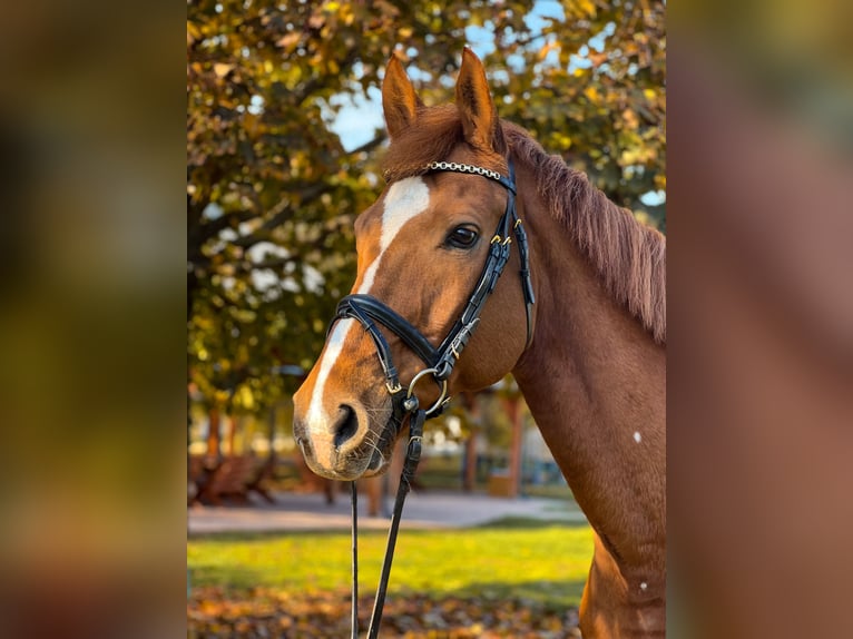 Caballo de salto Oldenburgo Caballo castrado 12 años 172 cm Alazán-tostado in Enying