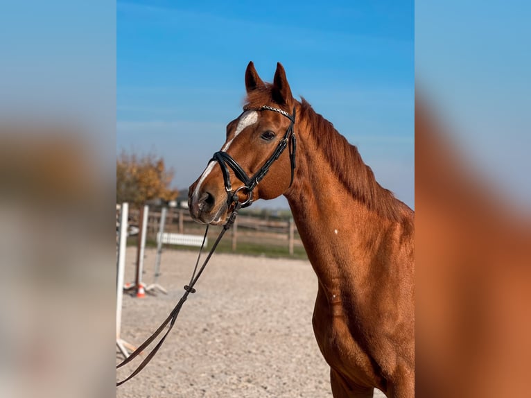 Caballo de salto Oldenburgo Caballo castrado 12 años 172 cm Alazán-tostado in Enying